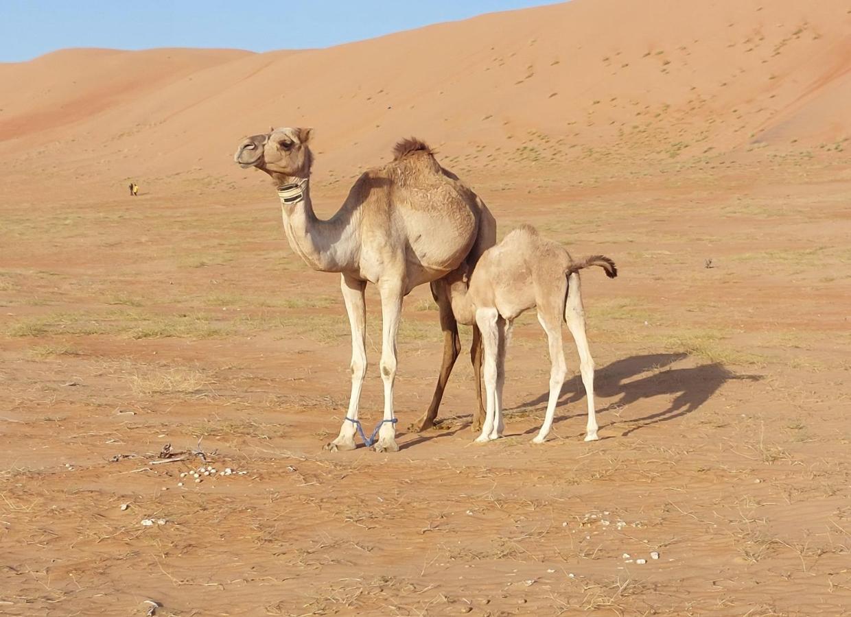 Delight Desert Camp Al Wāşil Buitenkant foto